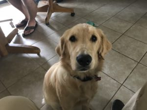 #GoldenRetriever. #GoldenFest. #FortMyersK9. #DogsofBarkBusters. #SpeakDogChangeYourLofe