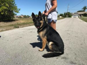 #GSD #GermanShepherd #DogsOfBarkBusters