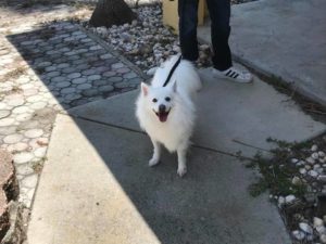 #DogTraining #DogTrainer #FortMyersK9 #BarkBusters #SiblingRivalry #DogsofBarkBusters