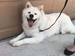 #DogTraining #DogTrainer #FortMyersK9 #BarkBusters #SiblingRivalry #DogsofBarkBusters