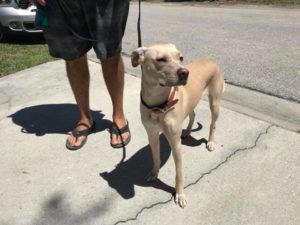 #LabMix #DogsOfBarkBusters #FortMyersK9