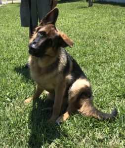 #GSD. #FortMyersK9. #DogsOfBarkBusters. #SpeakDogChangeYourLife. #GermanShepherd