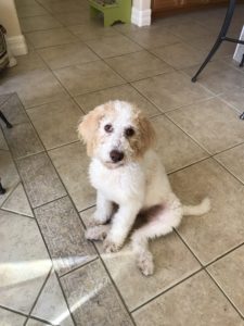 #DogsOfBarkBusters. #FortMyersK9. #Labradoodle