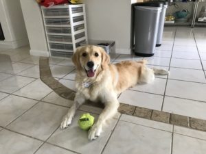 #DogsOfBarkBusters. #GoldenRetriever. #FortMyersK9. #BarkBusters