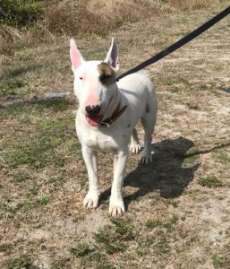 #DogsOfBarkBusters #BullTerrier. #FortMyersK9