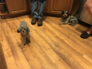 #FortMyersK9. #DogTrainer. #DogTraining. #BarkBusters