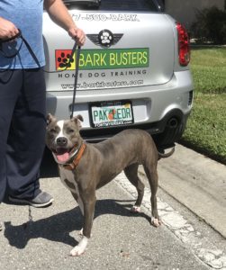 #PitBull. #SpeakDogChangeYourLife. #BarkBusters