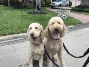 #Groodle. #DogsOfBarkBusters. #FortMyersK9