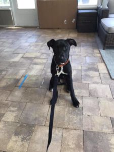 #DogsOfBarkBusters #FortMyersK9 #BarkBusters