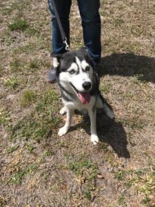 #HuskiesOfInstagram #DogsOfBarkBusters #FortMyersK9 #BarkBusters