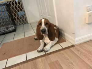 #dogsofbarkbusters. #fortmyersk9