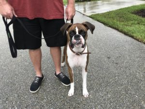 #DogsOfBarkBusters. #FortMyersK9. #Boxers #Boxer. #SpeakDogChangeYourLife