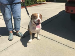 #DogsofBarkBusters. #SpeakDogChangeYourLife. #FortMyersK9. #Pulling