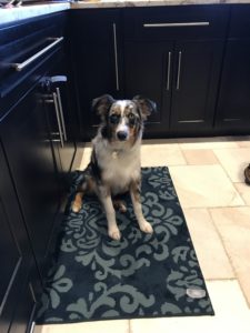 #dogsofbarkbusters. #fortmyersk9. #Aussie. #MiniAussie. #AustralianShepherd