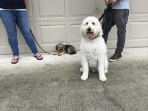 #dogsofbarkbusters. #fortmyersk9