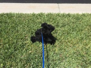 #DogsOfBarkBusters. #ToySchnauzer. #Schnauzers. #FortMyersK9. #SpeakDogChangeYourLife