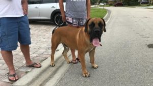 #dogsofbarkbusters. #fortmyersk9