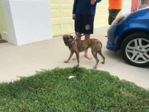 #DogsOfBarkBusters #SpeakDogChangeYourLife #FortMyersK9