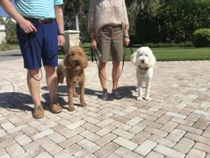 #FortMyersK9. #DogOfBarkBusters. #Groodle. #GoldenDoodle