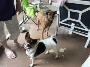 #dogsofbarkbusters. #fortmyersk9. #barkbusters