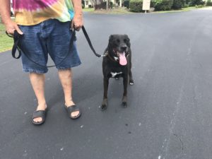 #DogsOfBarkBusters. #FortMyersK9. #SpeakDogChangeYourLife