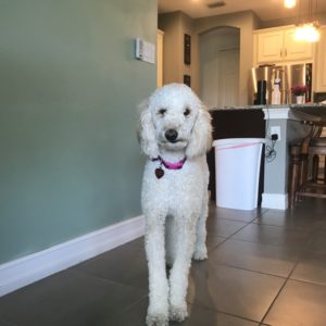 #Groodle. # DogsOfBarkBusters. # BarkBusters. # FortMyersK9. # GoldenDoodle. #SpeakDogChangeYourLife