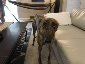 #dogsofbarkbusters. #greyhounds. #fortmyersk9