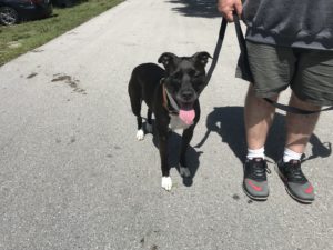 #DogsOfBarkBusters #FortMyersK9 #SpeakDOgChangeYourLife