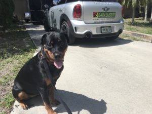 #DogsOfBarkBusters #FortMyersK9 #SpeakDOgChangeYourLife