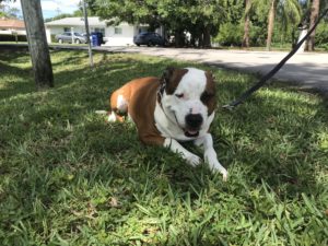 #DogsOfBarkBusters #FortMyersK9 #SpeakDOgChangeYourLife