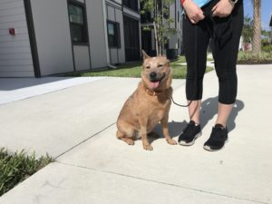 #DogsOfBarkBusters. #FortMyersK9. #BarkBusters. #RedHeeler