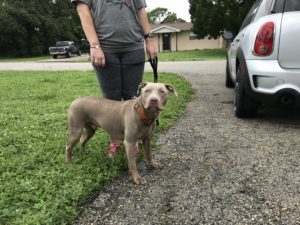 #fortmyersk9. #dogsofbarkbusters. #pitlife. #staffie