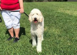 #dogsofbarkbusters #fortmyersK9 #Groodle #GoldenDoodle