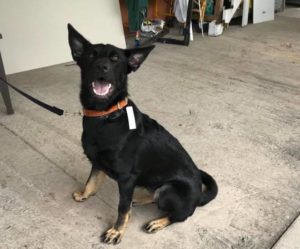 #dogsofbarkbusters #fortmyersK9 #GSD #GermanShepherd