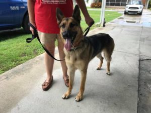 #dogsofbarkbusters #fortmyersK9 #GSD #GermanShepherd