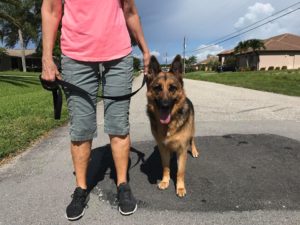 #DogofBarkBusters #FortMyersK9 #GermanShepherd