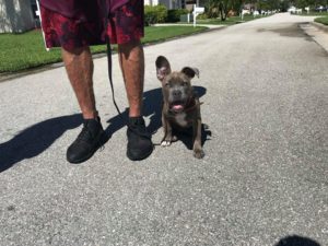 #DogsOfBarkBusters #FortMyersK9 #Pitie