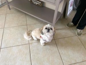 #DogofBarkBusters #FortMyersK9 #ShihTzu