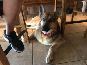 #DogofBarkBusters #FortMyersK9 #GermanShepherd