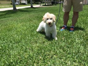 #FortMyersK9 #DogsofBarkBusters #PortugueseWater