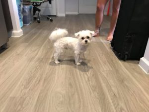 #fortmyersk9 #speakdogchangeyourlife #maltese #maltesepuppy #maltesepuppies #malteseofinstagram #dogsofbarkbusters