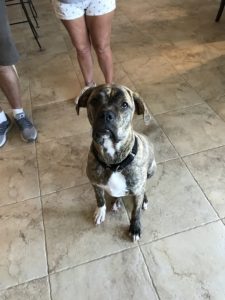 #dogsofbarkbusters. # FortMyrsK9. #speakdogchangeyourlife