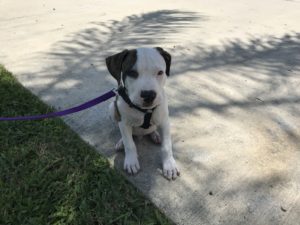 #fortmyersk9 #dogsofbarkbusters #pitbull #pitbullsofinstagram #pitbullpuppy