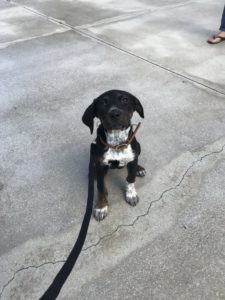 #speakdogchangeyourlife. #fortmyersk9. #dogsofbarkbusters. #hounddog