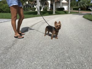 #fortmyersk9. #dogsofbarkbusters. #yorkiesofinstagram. #Yorkie