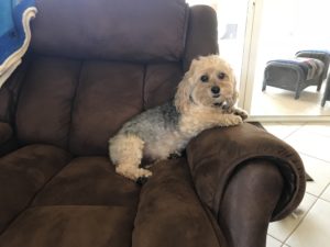 #speakdogchangeyourlife #dogsofbarkbusters #fortmyersk9. #yorkiepoo