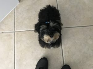 #Morkie