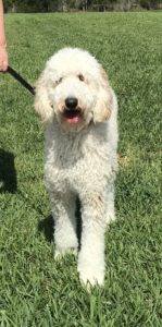 #DogsOfBarkBusters #FortMyersK9 #Groodle