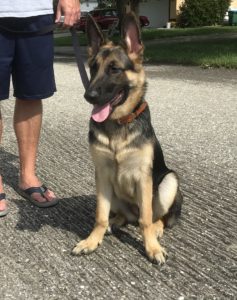 #DogsOfBarkBusters #FortMyersK9 #GSD #GermanShepherd