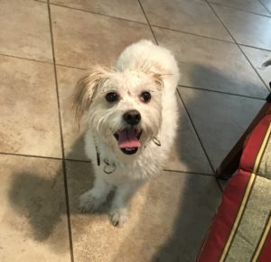 #DogsOfBarkBusters #FortMyersK9 #ShihTzu